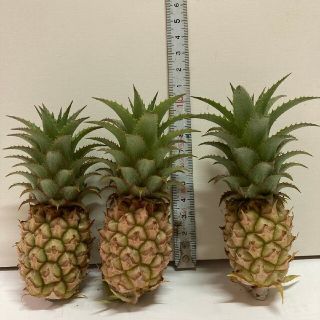 沖縄から〈観葉植物〉観賞用ミニパインの実3コセット(送料込み)(その他)