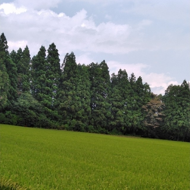 新米令和3年産栃木県特一等米【A級】コシヒカリ玄米30キロ無農薬のお米です