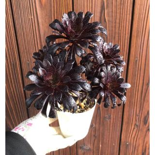 多肉植物　アエオニウム　黒法師　群生　抜き苗(その他)