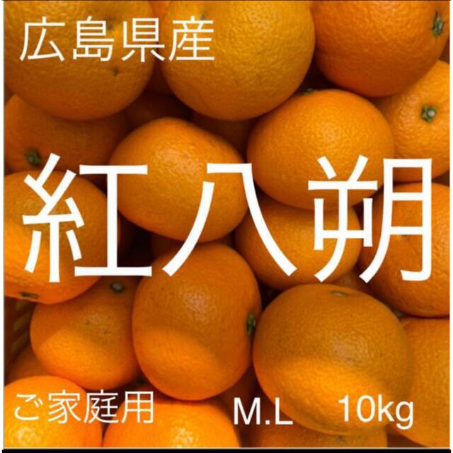 広島県産　紅八朔　べにはっさく   ML 10kg  以上 食品/飲料/酒の食品(フルーツ)の商品写真