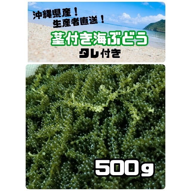 沖縄県産 海ぶどう 茎付き500g“ 商品の説明⚠️必読⚠️ ” propar.com.ar