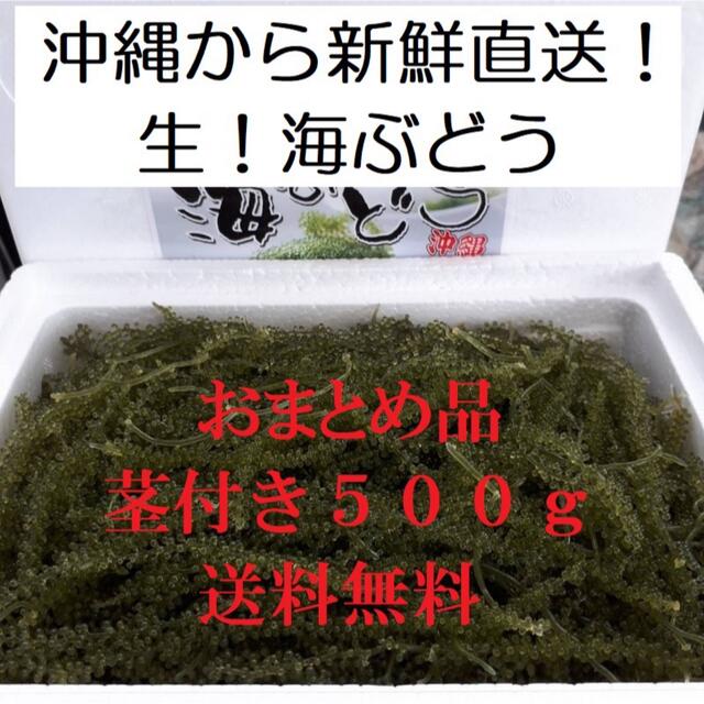 茎付き　生！海ぶどう５００ｇ（シークヮーサー果汁入りタレ付き）おまとめお買得商品 食品/飲料/酒の食品(その他)の商品写真