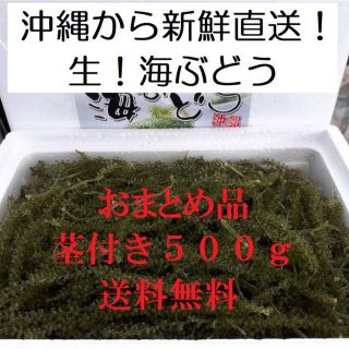 茎付き　生！海ぶどう５００ｇ（シークヮーサー果汁入りタレ付き）おまとめお買得商品(その他)