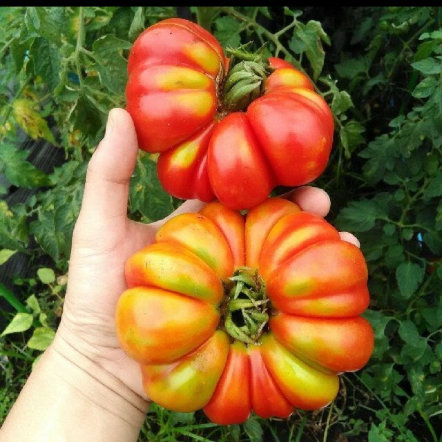 イタリア野菜の種 珍しい形のトマト種子10粒 フィオレンティーノ ハンドメイドのフラワー/ガーデン(その他)の商品写真