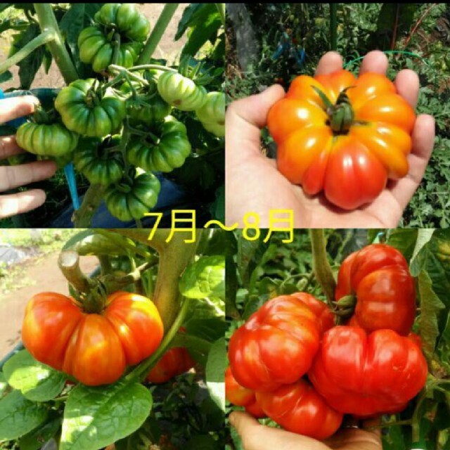 イタリア野菜の種 珍しい形のトマト種子10粒 フィオレンティーノ ハンドメイドのフラワー/ガーデン(その他)の商品写真