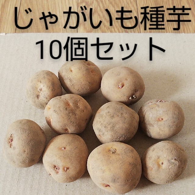 じゃがいも種芋10個セット 食品/飲料/酒の食品(野菜)の商品写真