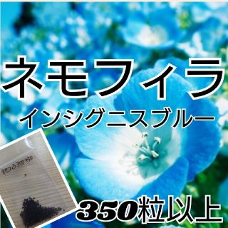 ネモフィラ インシグニスブルー種350粒以上(その他)