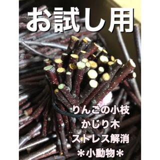 お試し用　かじり木　りんごの木　小動物　ストレス解消(小動物)