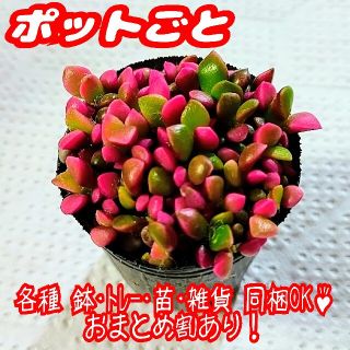 【ポットごと】桜吹雪 多肉植物 アナカンプセロス 紅葉 プレステラ プラ鉢(その他)