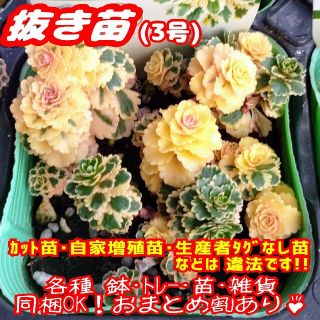 【抜き苗】アトランティス 多肉植物 セダム 紅葉 プレステラ プラ鉢(その他)