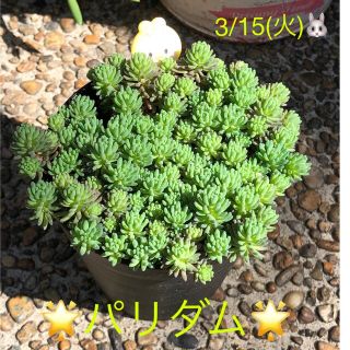 多肉植物❤︎寄せ植え用❤︎セダム❤︎パリダム❤︎抜き苗♪(その他)