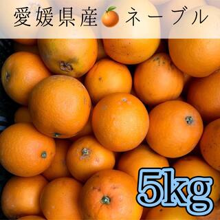 008 愛媛県産ネーブルオレンジ 5kg 訳あり家庭用(フルーツ)