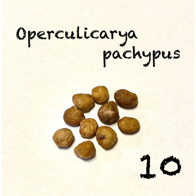 オペルクリカリア パキプス 種子 種 10粒 ハンドメイドのフラワー/ガーデン(その他)の商品写真