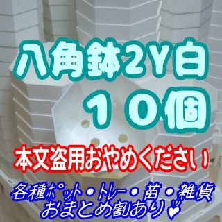 《2Y》カネヤ 八角鉢 白 10個 プラ鉢 多肉植物 プレステラ(プランター)