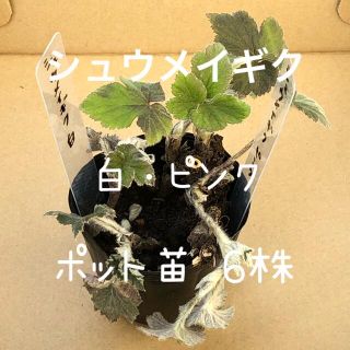 シュウメイギク 白 ピンク ポット苗 6株 山野草 多年草(その他)