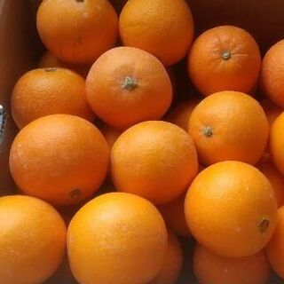 【農家直送】ネーブルオレンジ　小さいサイズ　5キロ　送料込(フルーツ)