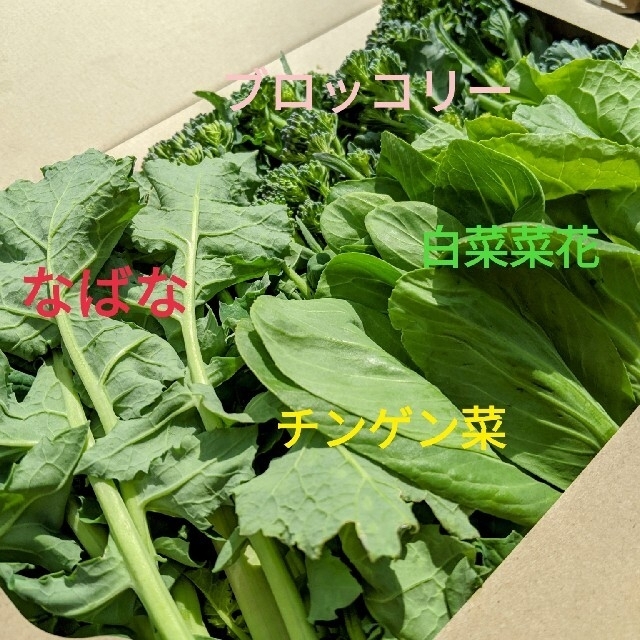 無農薬 お野菜セット 菜花 風袋込 約500ｇ 食品/飲料/酒の食品(野菜)の商品写真