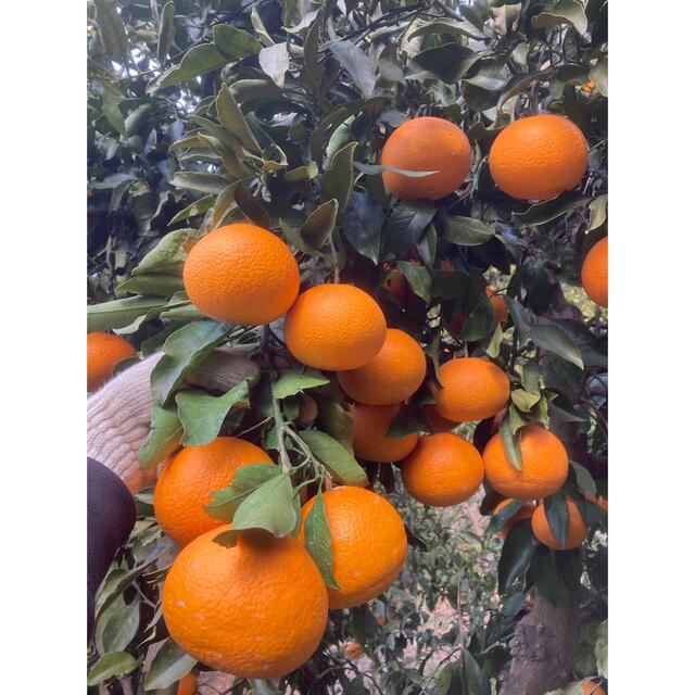 減農薬 清美オレンジ 5kg 和歌山 有田 みかん 甘い 美味しい 食品/飲料/酒の食品(フルーツ)の商品写真