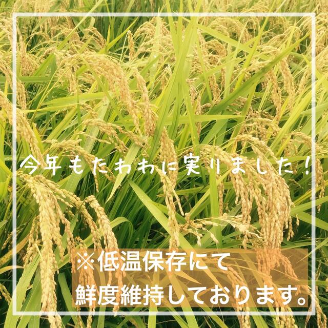 農家のお米食べ比べ◇レアな組合わせ 兵庫県産シキユタカ×キヌヒカリ各10kg 食品/飲料/酒の食品(米/穀物)の商品写真