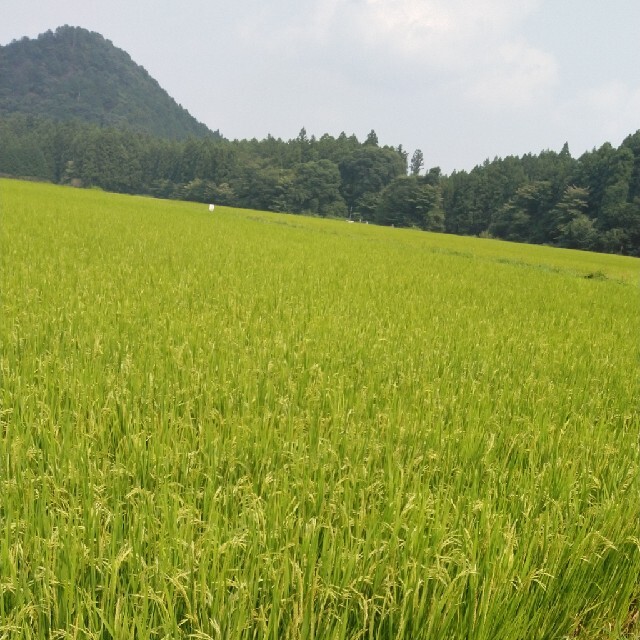 新米令和3年産栃木県特一等米【A級】コシヒカリ玄米10キロ無農薬にて作り上げたお 食品/飲料/酒の食品(米/穀物)の商品写真