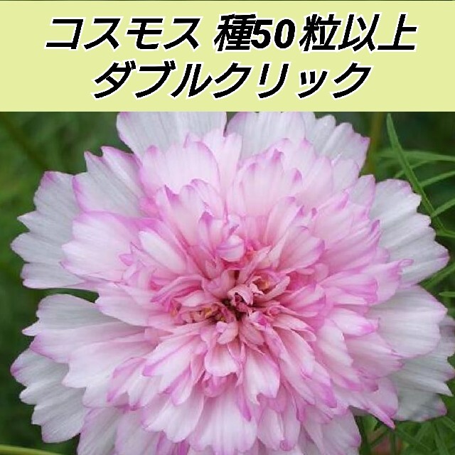 コスモス ダブルクリック 花種50粒 ハンドメイドのフラワー/ガーデン(その他)の商品写真