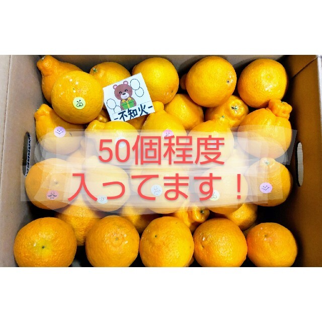 熊本産「不知火」デコポン10kg　小玉　50個程度 食品/飲料/酒の食品(フルーツ)の商品写真