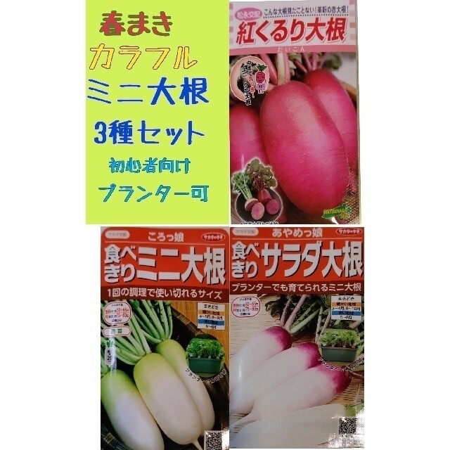 初心者向け 春まき ミニ大根 家庭菜園 プランター サラダダイコン 食品/飲料/酒の食品(野菜)の商品写真