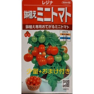 まき時 ミニトマト レジナ 室内向け 鉢植え 野菜 種(野菜)