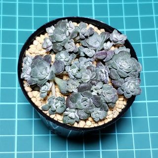 多肉植物　白雪ミセバヤ　カット苗①(その他)