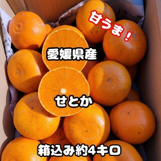 愛媛県産　せとか　訳あり　箱込み約4㎏　柑橘　ミカン(フルーツ)