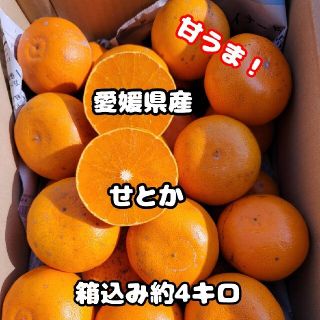愛媛県産　せとか　訳あり　箱込み約4㎏　柑橘　ミカン(フルーツ)