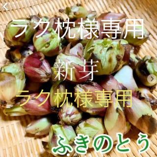 岩手県産ふきのとう300g＋ビッグ500g ワカメ800g(野菜)