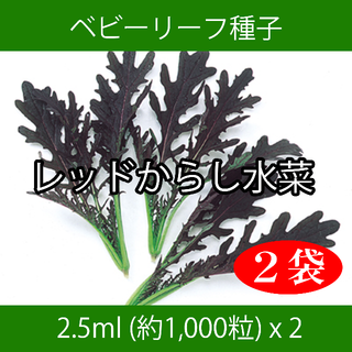 ベビーリーフ種子 B-22 レッドからし水菜 2.5ml 約1000粒 x 2袋(野菜)