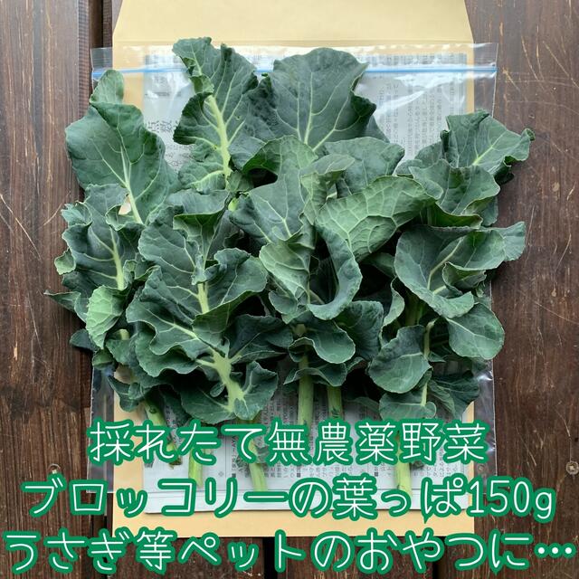 無農薬野菜＊採れたてブロッコリーの葉っぱ＊約150g＊ネコポス＊うさぎのおやつ＊ 食品/飲料/酒の食品(野菜)の商品写真