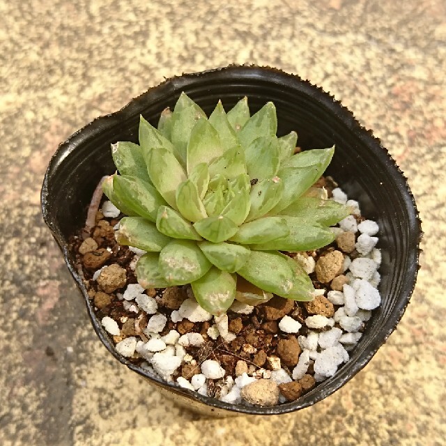 【秋までお取引停止中】多肉植物 ハオルチア グラシリスvピクツラータ ハンドメイドのフラワー/ガーデン(その他)の商品写真