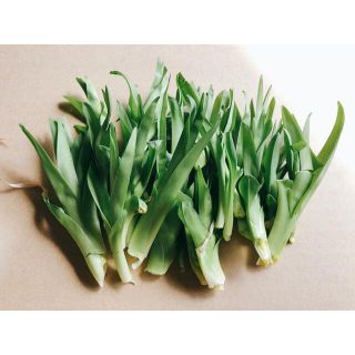 ノカンゾウ 100g 3/19朝採 3/19発送 無農薬 山菜 新鮮 お試価格(野菜)