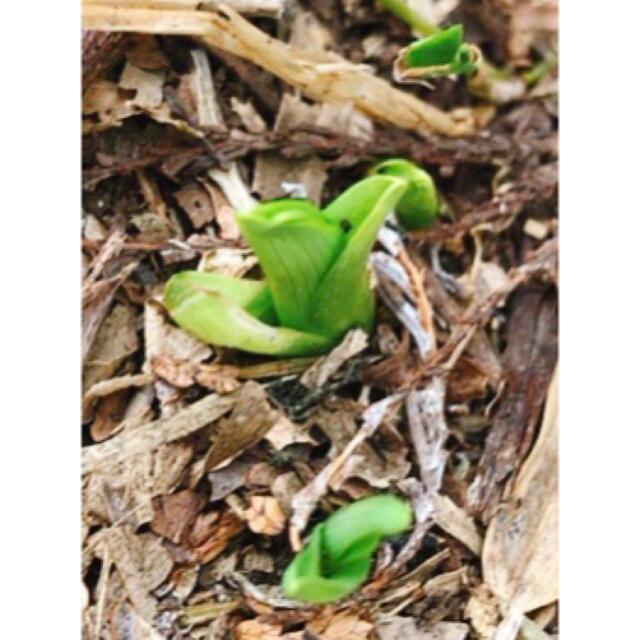 ノカンゾウ 5苗 野萱草 根付き抜き苗 無農薬 植え時期 オレンジの花 食品/飲料/酒の食品(野菜)の商品写真