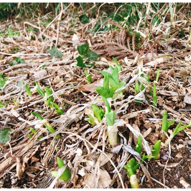 ノカンゾウ 5苗 野萱草 根付き抜き苗 無農薬 植え時期 オレンジの花 食品/飲料/酒の食品(野菜)の商品写真