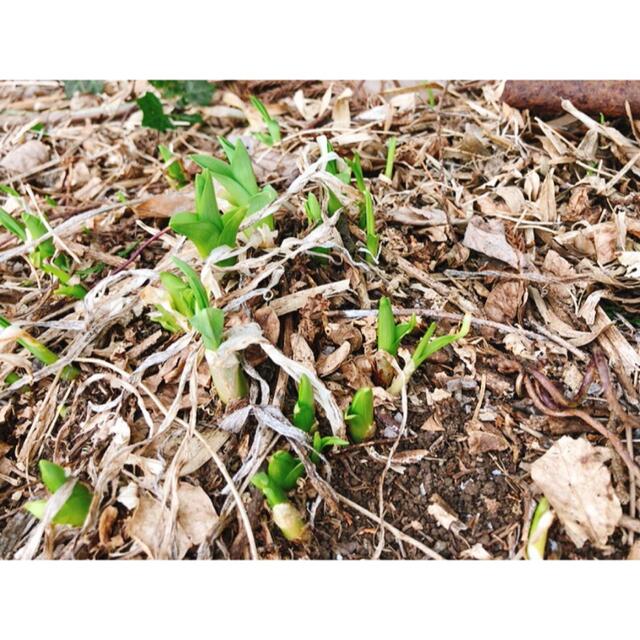 ノカンゾウ 5苗 野萱草 根付き抜き苗 無農薬 植え時期 オレンジの花 食品/飲料/酒の食品(野菜)の商品写真