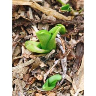 ノカンゾウ 5苗 野萱草 根付き抜き苗 無農薬 植え時期 オレンジの花(野菜)