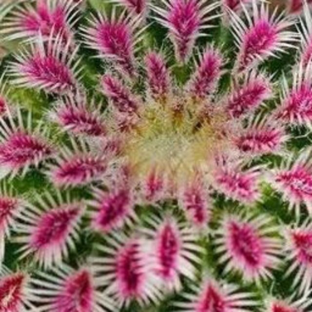 紫色の植物 紫色の植物