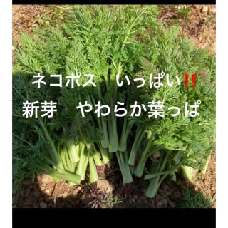 人参　新芽柔らかいです(野菜)