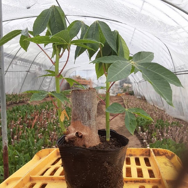 キャッサバ芋の苗20本セット　mandioca