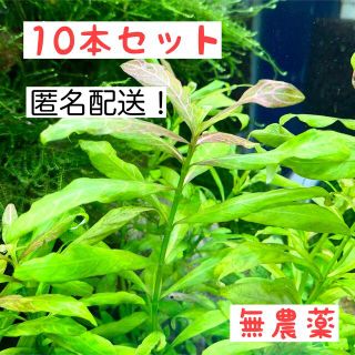 【10本】初心者も簡単！ ハイグロフィラ・ロザエネルピス(赤くなる)　水草(アクアリウム)