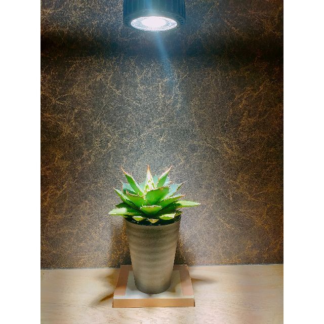植物育成ライト 30W 6000K 2個 黒色 太陽光 フルスペクトルLED-eastgate.mk