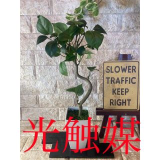 光触媒　人工観葉植物　ウォールグリーン　フェイク　フラワー　ガジュマル46(置物)