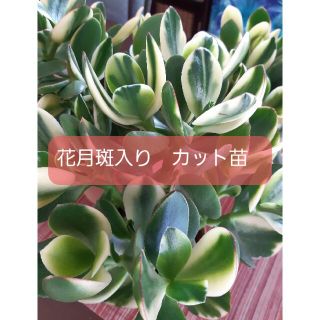 花月斑入り　カット苗(その他)