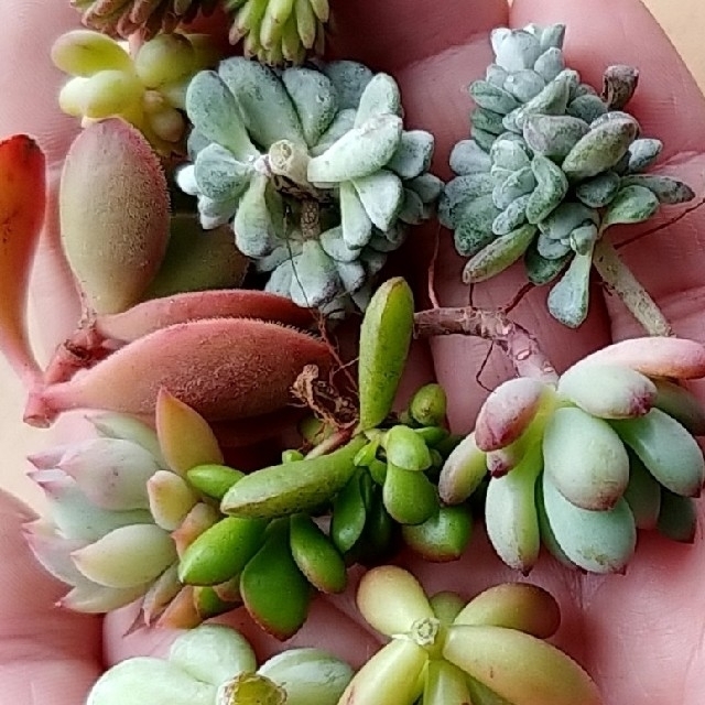 多肉植物カット苗⭐ネコポスSの通販 by sana37|ラクマ 多肉植物カット苗⭐ネコポスSの通販 by sana37|ラクマ