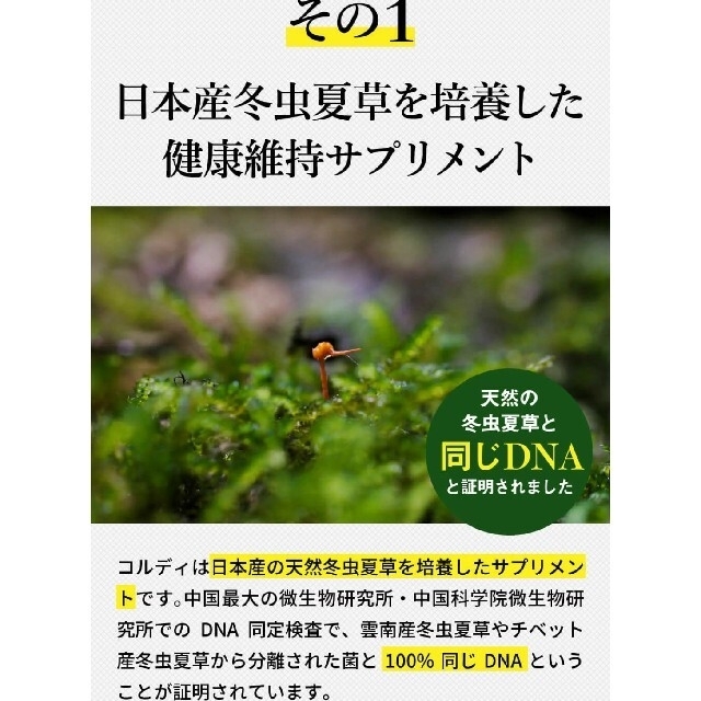 専用お試し用猫用サプリコルディG日本産冬虫夏草16カプセル!賞味期限2024.9 その他のペット用品(ペットフード)の商品写真