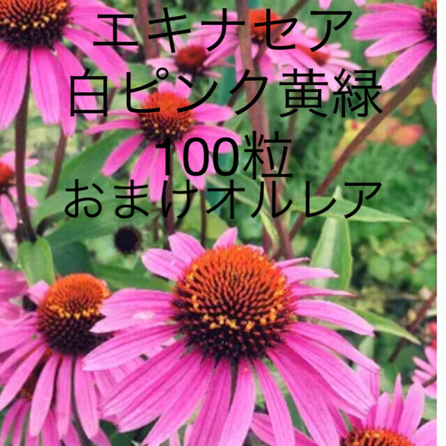 エキナセア　白ピンク黄緑100粒　おまけオルレア ハンドメイドのフラワー/ガーデン(その他)の商品写真